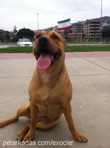 reyna Dişi Amerikan Staffordshire Terrier