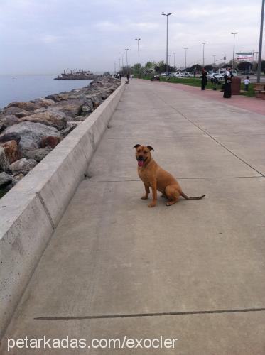 reyna Dişi Amerikan Staffordshire Terrier