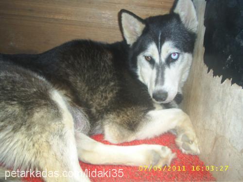 deyzi Dişi Sibirya Kurdu (Husky)