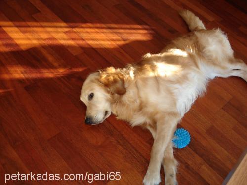 paŞa Erkek Golden Retriever