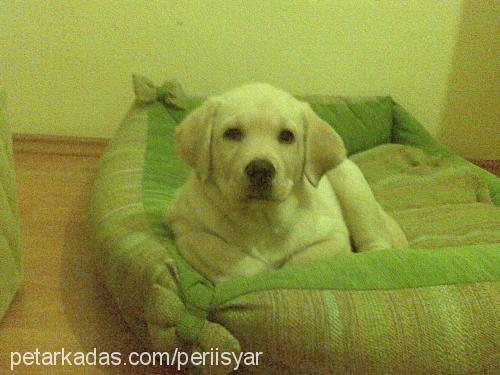 peri Dişi Labrador Retriever