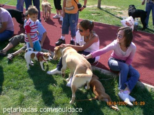 lisa Dişi Labrador Retriever