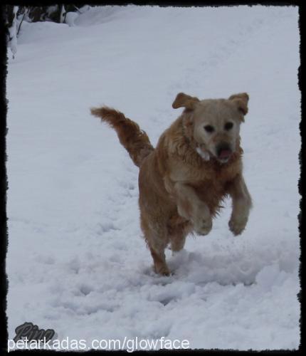 pino Dişi Golden Retriever