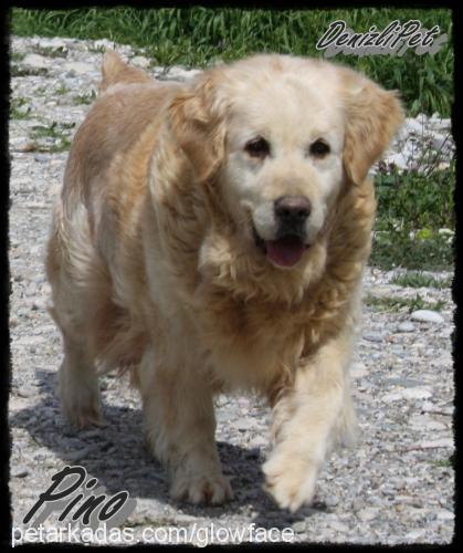 pino Dişi Golden Retriever