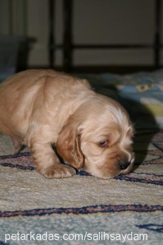 dombili Erkek Amerikan Cocker Spaniel