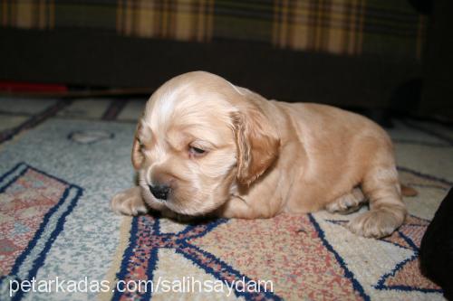 dombili Erkek Amerikan Cocker Spaniel