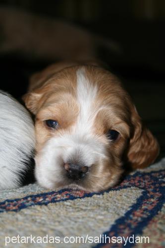 mask Erkek Amerikan Cocker Spaniel