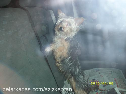 deyzi..yorkshir Dişi Yorkshire Terrier