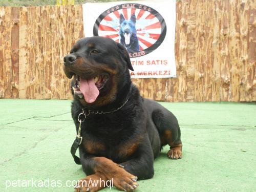 ßaron Erkek Rottweiler