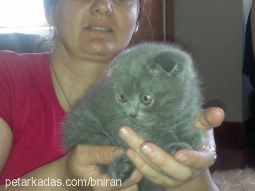 can Erkek British Shorthair