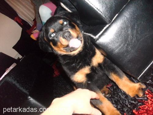 hera Dişi Rottweiler