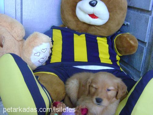 efes Dişi Golden Retriever