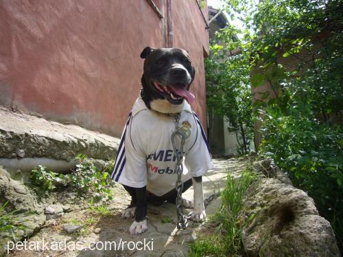 rocky Erkek Amerikan Staffordshire Terrier