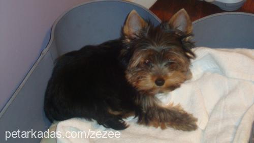 leo Erkek Yorkshire Terrier