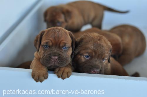 yavrular Erkek Fransız Mastiff