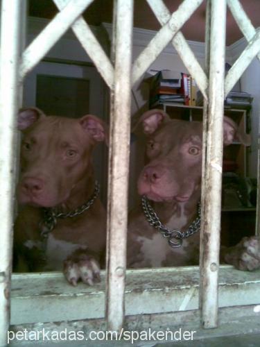 nanthai Dişi Amerikan Pitbull Terrier