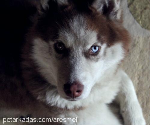 ares Erkek Sibirya Kurdu (Husky)