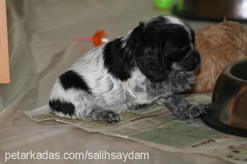 zeyna Dişi Amerikan Cocker Spaniel