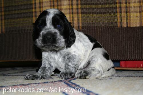 zeyna Dişi Amerikan Cocker Spaniel