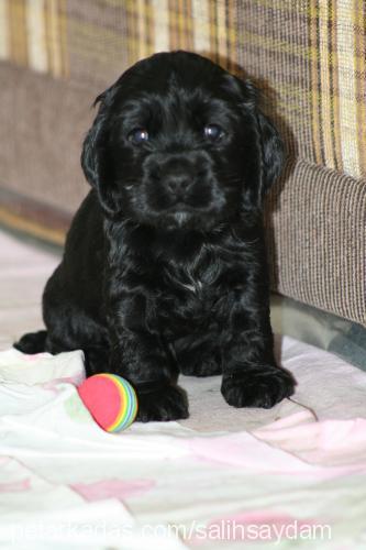 prenses Dişi Amerikan Cocker Spaniel