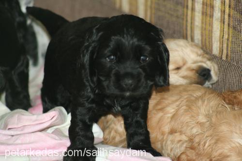 prenses Dişi Amerikan Cocker Spaniel