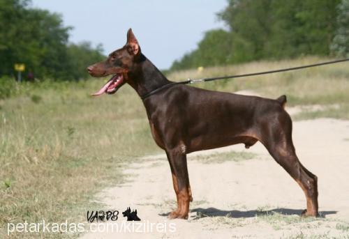 corynadicaresi Dişi Doberman Pinscher