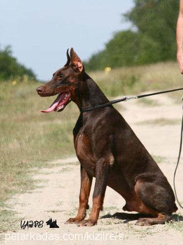 corynadicaresi Dişi Doberman Pinscher