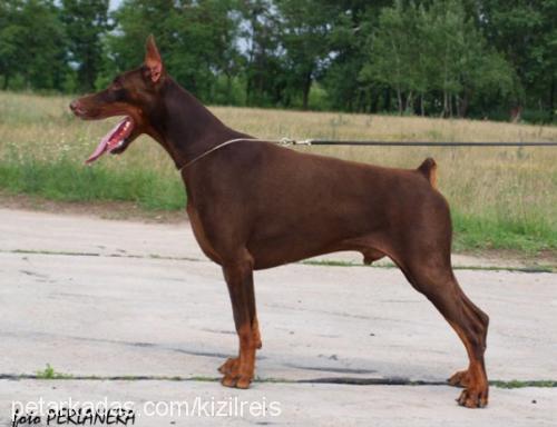 corynadicaresi Dişi Doberman Pinscher