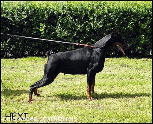 corynadicaresi Dişi Doberman Pinscher