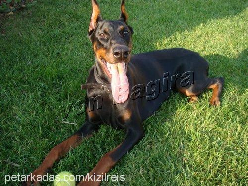 azgal.v.bagiraz Dişi Doberman Pinscher