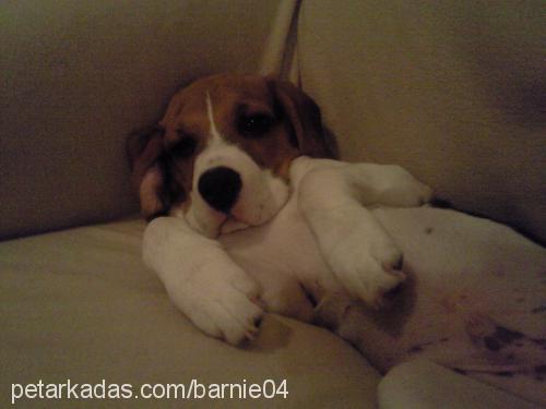 barnie Erkek Beagle