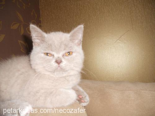 köpük Dişi British Shorthair