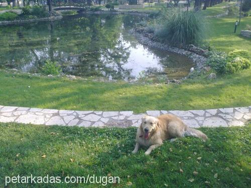 leya Dişi Golden Retriever