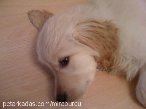 mira Dişi Golden Retriever