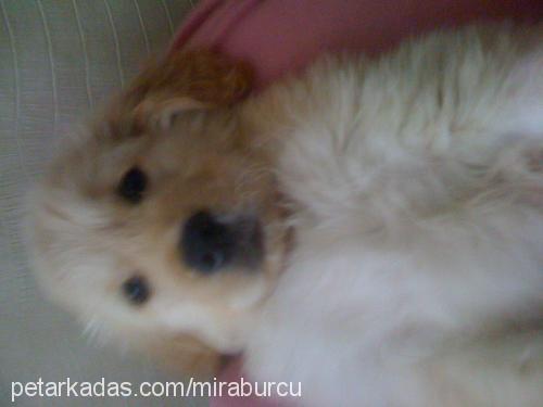 mira Dişi Golden Retriever