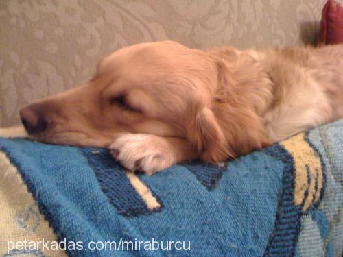 mira Dişi Golden Retriever