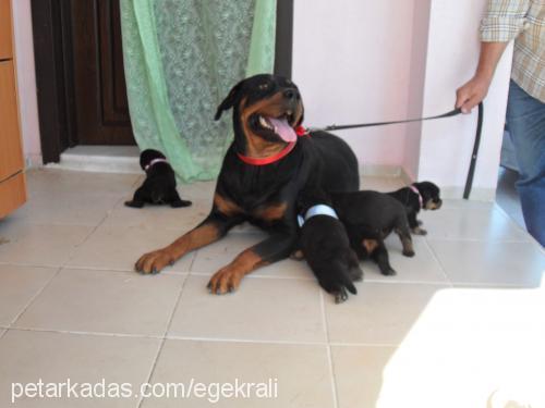 sindy Dişi Rottweiler