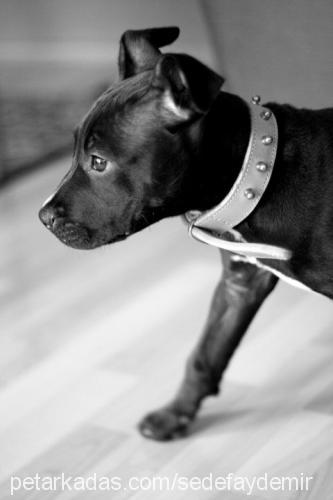 zeyna Dişi Amerikan Pitbull Terrier