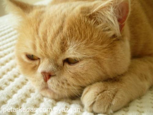 Çiko Erkek Exotic Shorthair