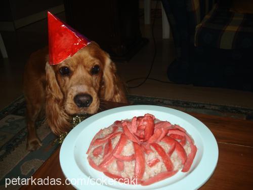 Çakİ Erkek İngiliz Cocker Spaniel