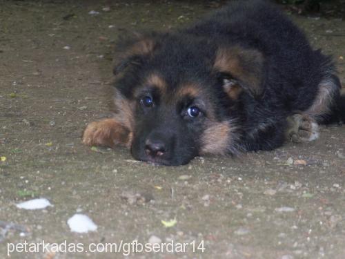 bella Dişi Alman Çoban Köpeği