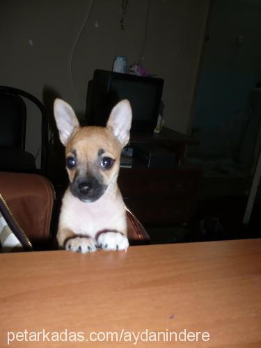 tıfıl Erkek Chihuahua
