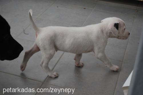 pierre Erkek Cane Corso Italiano