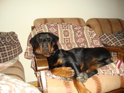 achilles Erkek Rottweiler