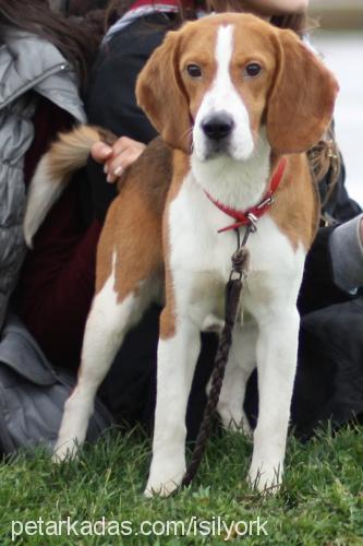 mex Erkek Beagle