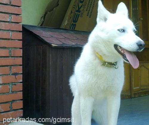 pati Dişi Sibirya Kurdu (Husky)