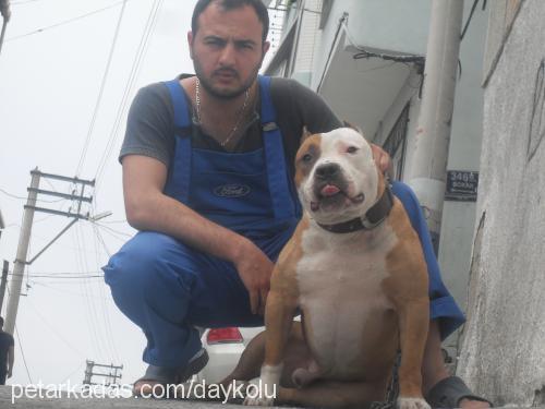 dojobully Erkek Amerikan Pitbull Terrier