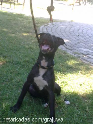 zeytin Dişi Amerikan Pitbull Terrier