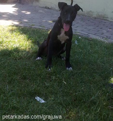 zeytin Dişi Amerikan Pitbull Terrier