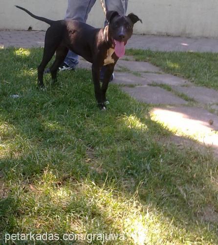 zeytin Dişi Amerikan Pitbull Terrier